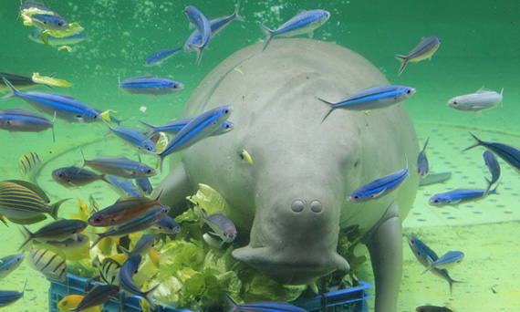 鳥羽水族館